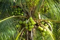 Green coconuts growing on a palm Royalty Free Stock Photo