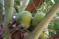 Green coconuts growing at the top of a coconut palm tree in a tropical jungle in Vietnam Royalty Free Stock Photo