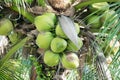 Green coconuts nature fruit fresh on tree