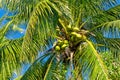 Green coconuts on the palm tree Royalty Free Stock Photo