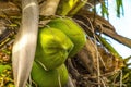 Green Coconuts Palm Tree Moorea Tahiti