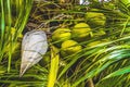 Green Coconuts Palm Tree Moorea Tahiti