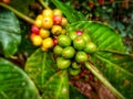 Green coffe beans in the garden Royalty Free Stock Photo