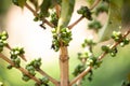 green coffe beans grow up closeup Royalty Free Stock Photo