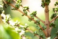 green coffe beans grow up closeup Royalty Free Stock Photo