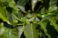 Green coffea arabica fruit on shrub