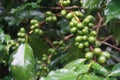 Green Coffea fruit Arabica