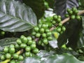 Green coffee bean, coffee tree with beans Royalty Free Stock Photo