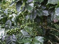 Green coffee bean, coffee tree with beans Royalty Free Stock Photo