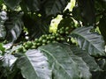green coffee bean, coffee tree with beans Royalty Free Stock Photo
