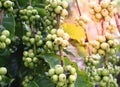 Green coffee bean on a coffee tree Royalty Free Stock Photo