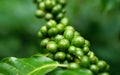 Green coffee bean on a coffee tree Royalty Free Stock Photo