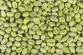 Green coffee beans background. Medium green peaberry coffee beans. Royalty Free Stock Photo