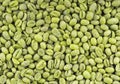 Green coffee beans background. Medium green peaberry coffee beans. Royalty Free Stock Photo