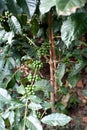 Green coffee beans on the branch at the coffee plantation in Guatemala, vertical Royalty Free Stock Photo