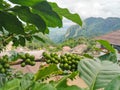 Green coffee beans on the branches of the coffee tree on blur nature background