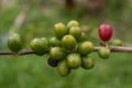 Green coffee beans in a bush