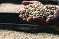 farmer's hand holding green coffee beans. Royalty Free Stock Photo