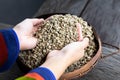 farmer's hand holding green coffee beans. Royalty Free Stock Photo