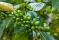 Green coffee beans