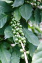 Green coffee beans growing on the branch Royalty Free Stock Photo