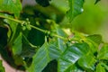 Green coffee beans growing on the branch of potted coffee tree.