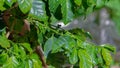 Green coffee beans growing on the branch of potted coffee tree.