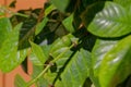 Green coffee beans growing on the branch of potted coffee tree.