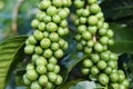 Green coffee beans on stem Royalty Free Stock Photo
