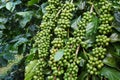 Green coffee beans on stem Royalty Free Stock Photo