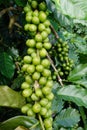Green coffee beans on stem Royalty Free Stock Photo