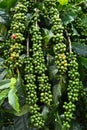 Green coffee beans on stem Royalty Free Stock Photo