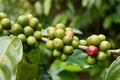 Green coffee beans on stem Royalty Free Stock Photo