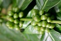 Green Coffee Berries II