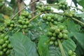 green coffee, green leaves and stems