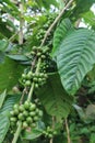 green coffee, green leaves and stems