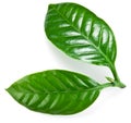 Green coffee leaves.