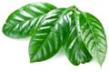 Green coffee leaves. Royalty Free Stock Photo