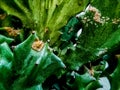 Closeup Green Colar flower plant cactus dry summer tropical