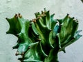 Green Colar flower plant cactus dry summer tropical Royalty Free Stock Photo