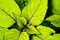 Green Coleus Plant Royalty Free Stock Photo