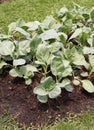 green Collard in the field Royalty Free Stock Photo