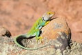 Green Collared Lizard Royalty Free Stock Photo