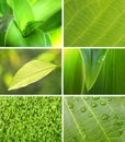 Green collection of leaf