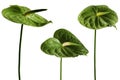 Green color Anthurium flowers. Royalty Free Stock Photo