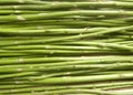 Green color Asparagus stalks Royalty Free Stock Photo