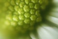 green color background abstract, flower macro picture, texture of flower pollen, soft background Royalty Free Stock Photo