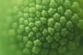 green color background abstract, flower macro picture, texture of flower pollen, soft background Royalty Free Stock Photo