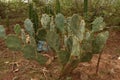 CACTUS PLANT WITH SHARP THORNS IN THE FOREST