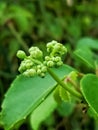 A GREEN COLOR CAN BE A MORE COOLING UP YOUR HEART AND THOUGHT THOUGHTS Royalty Free Stock Photo